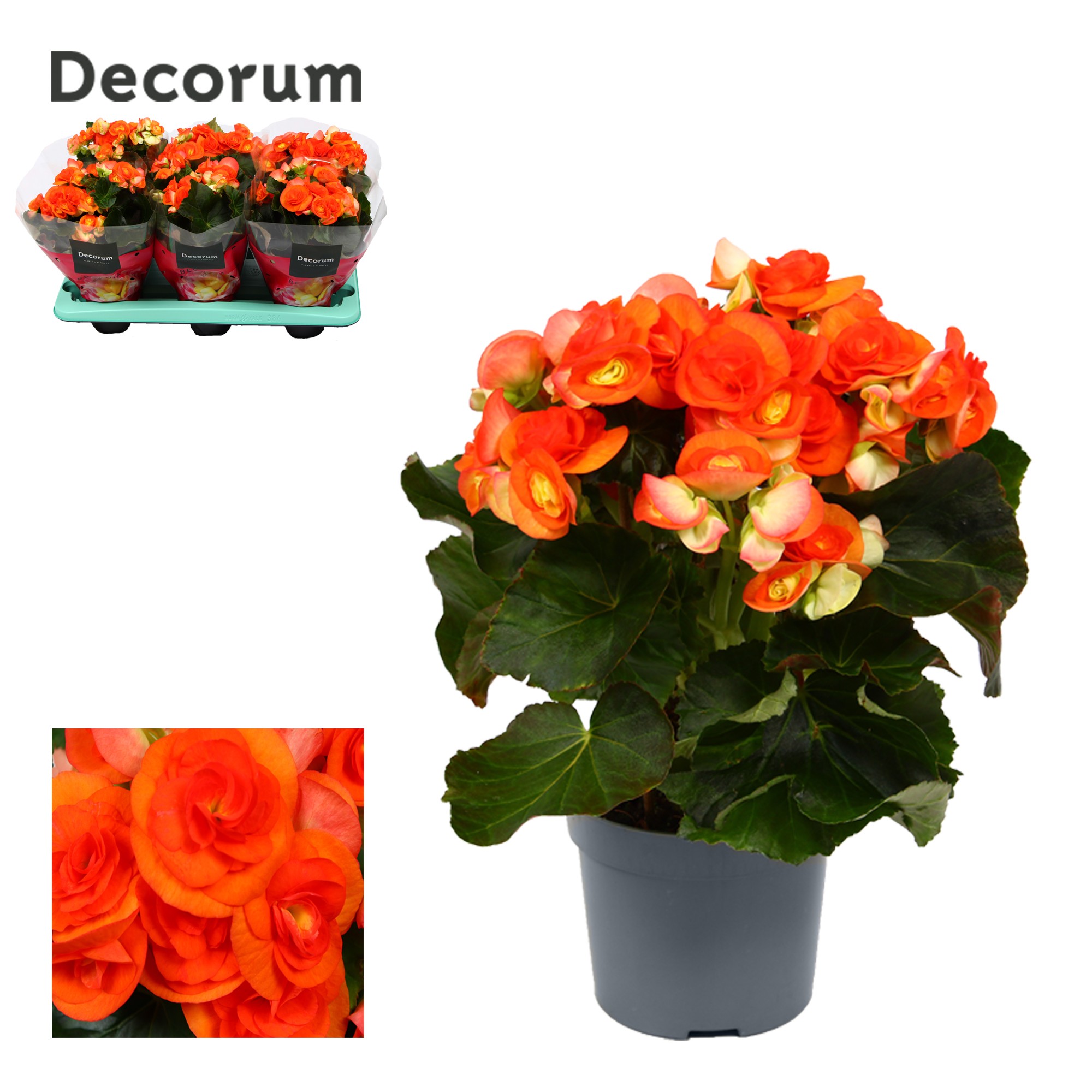 Begonia 'reina' oranje Decorum