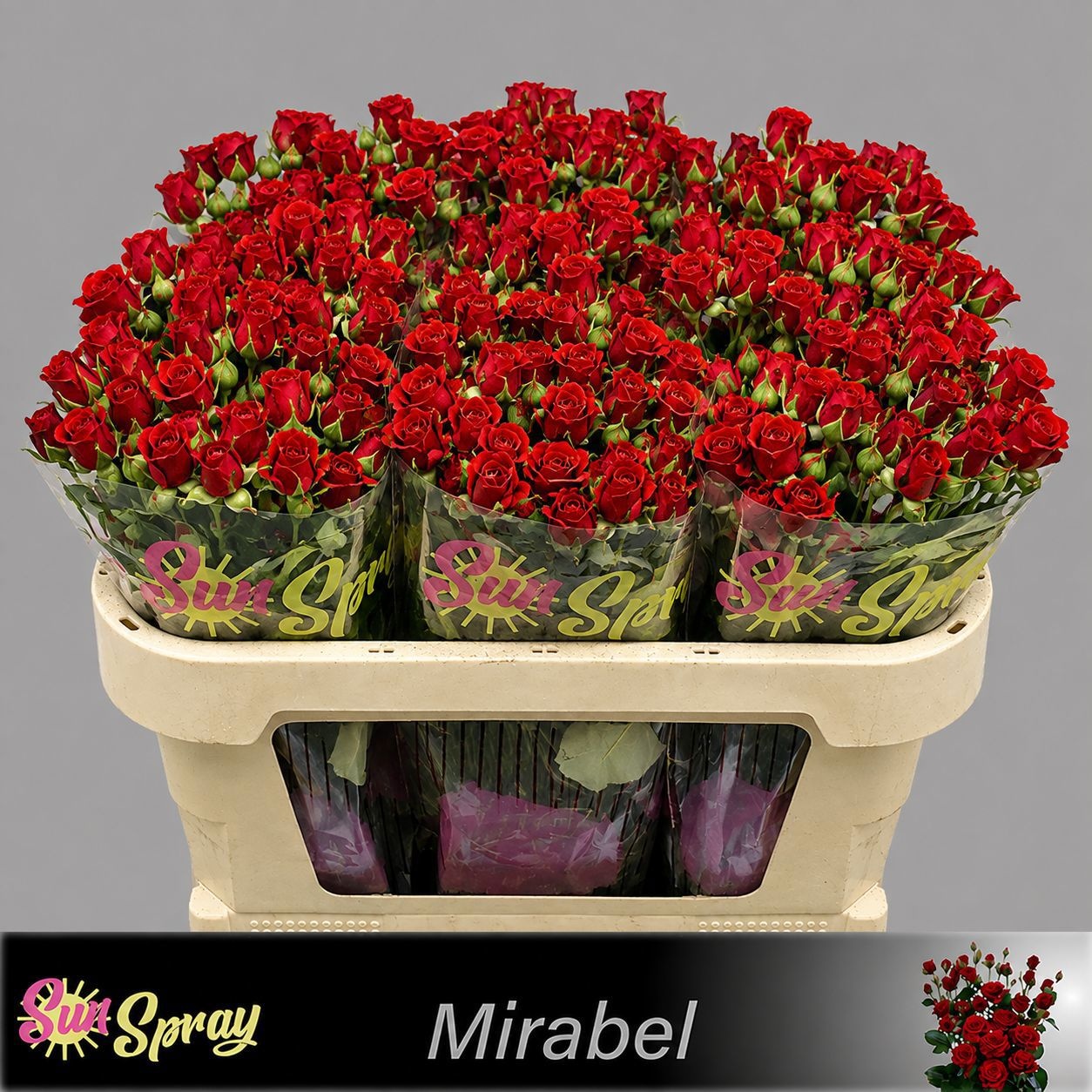 Rosa Spr Mirabel 70cm