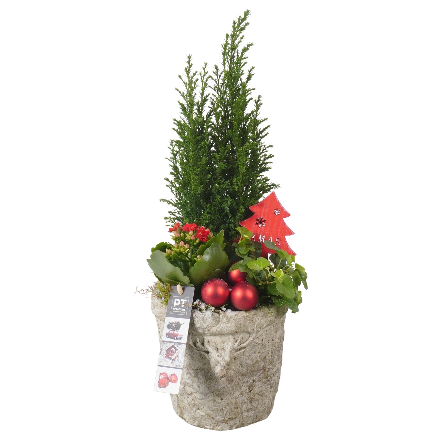 Picture of PTKB9415 Arrangement X-Mas in concrete pot P17 43CM