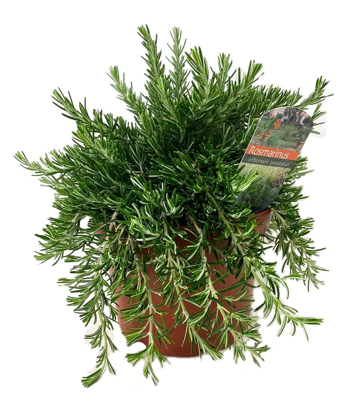 Rosmarinus prostratus
