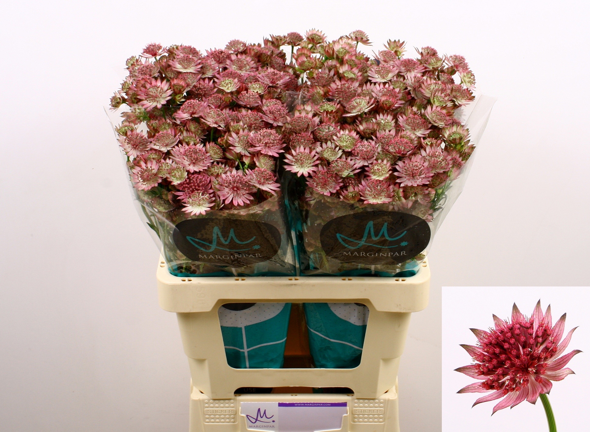 Astrantia Major Roma 60cm