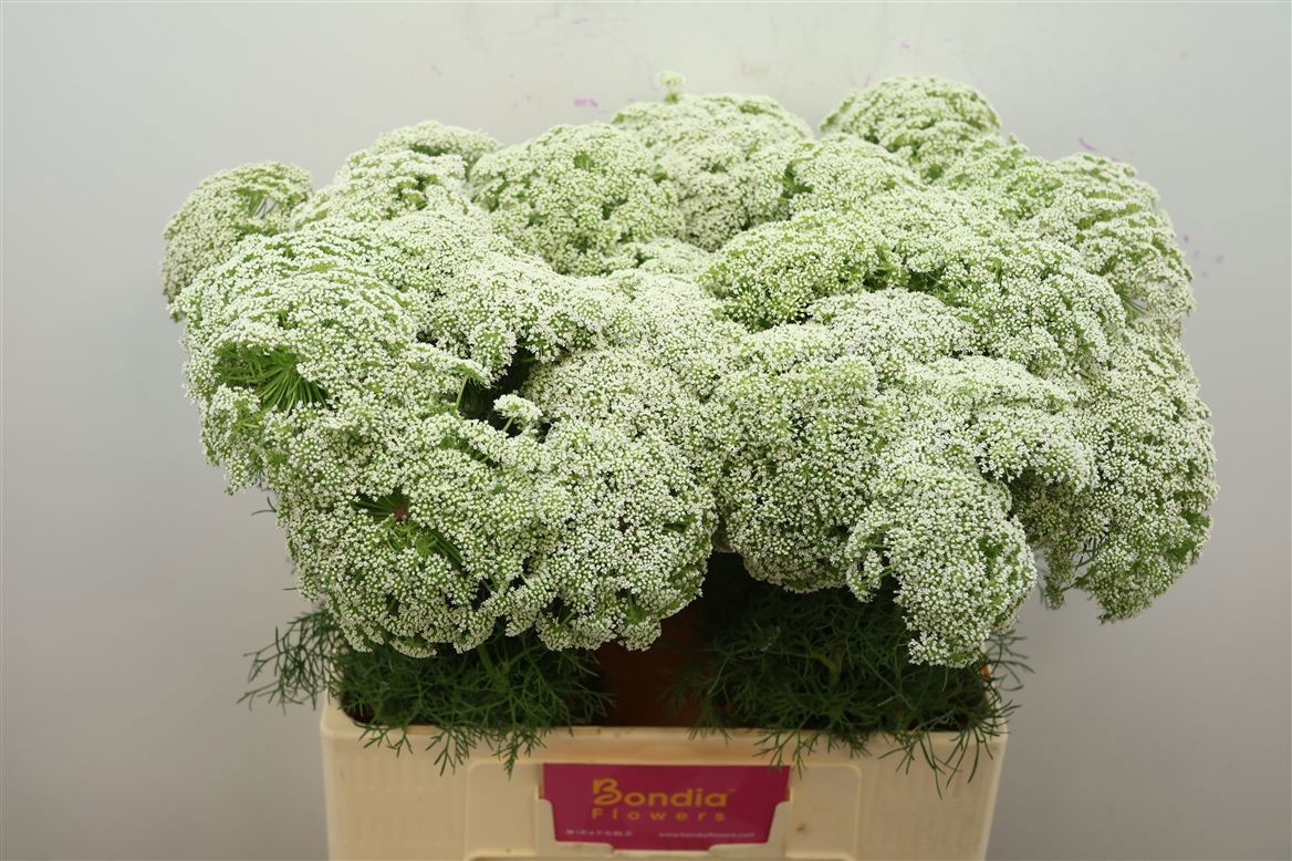 Ammi Majus Casablanca 60cm