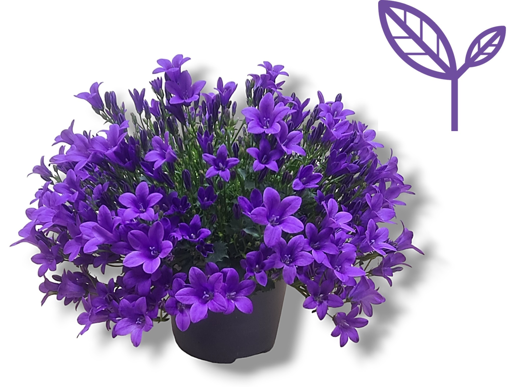 Picture of Campanula Ambella® Intense Purple P12 17cm