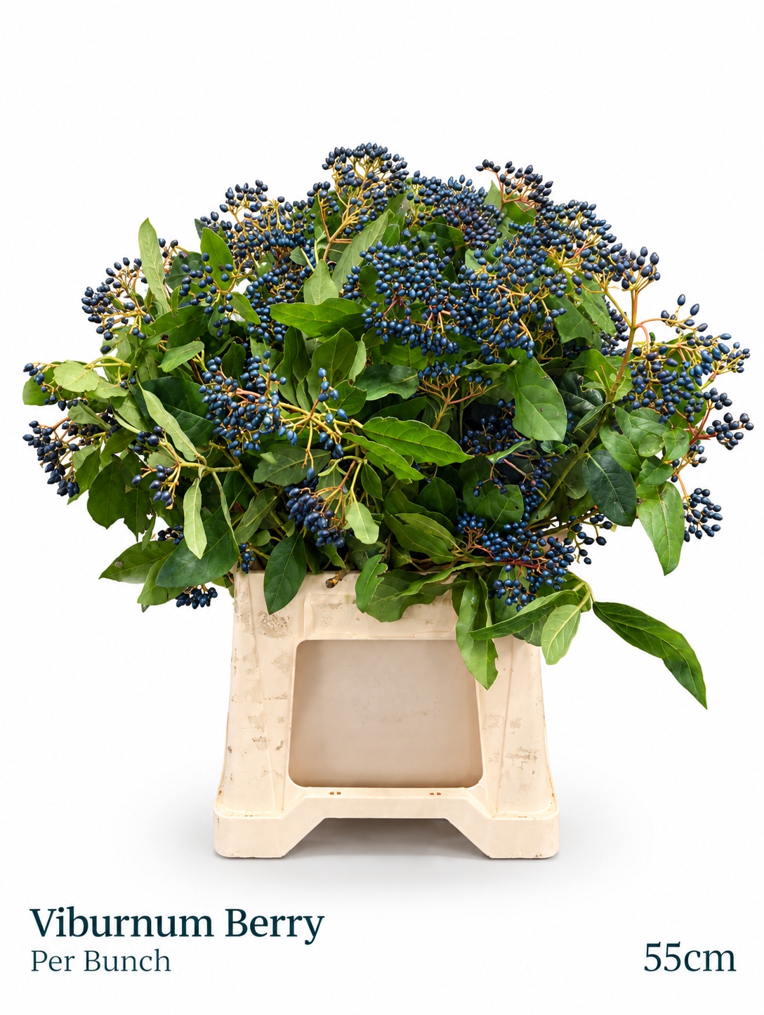 Viburnum Met Bes Bos 55L.cm 12bloei