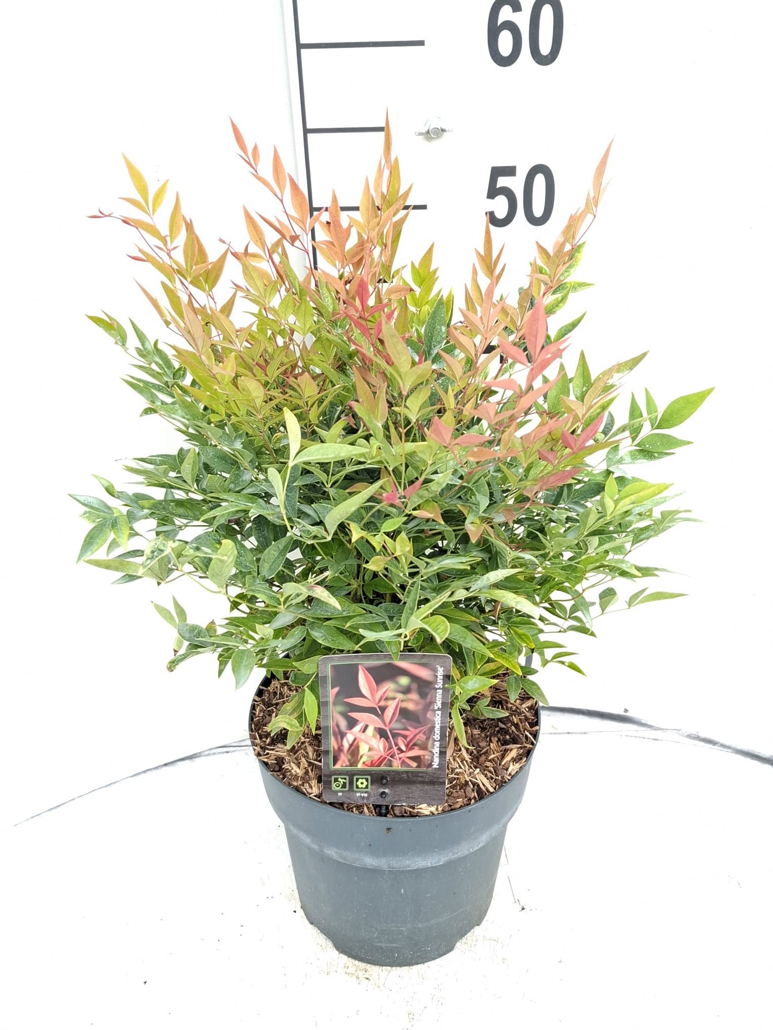 Nandina d. Sienna Sunrise