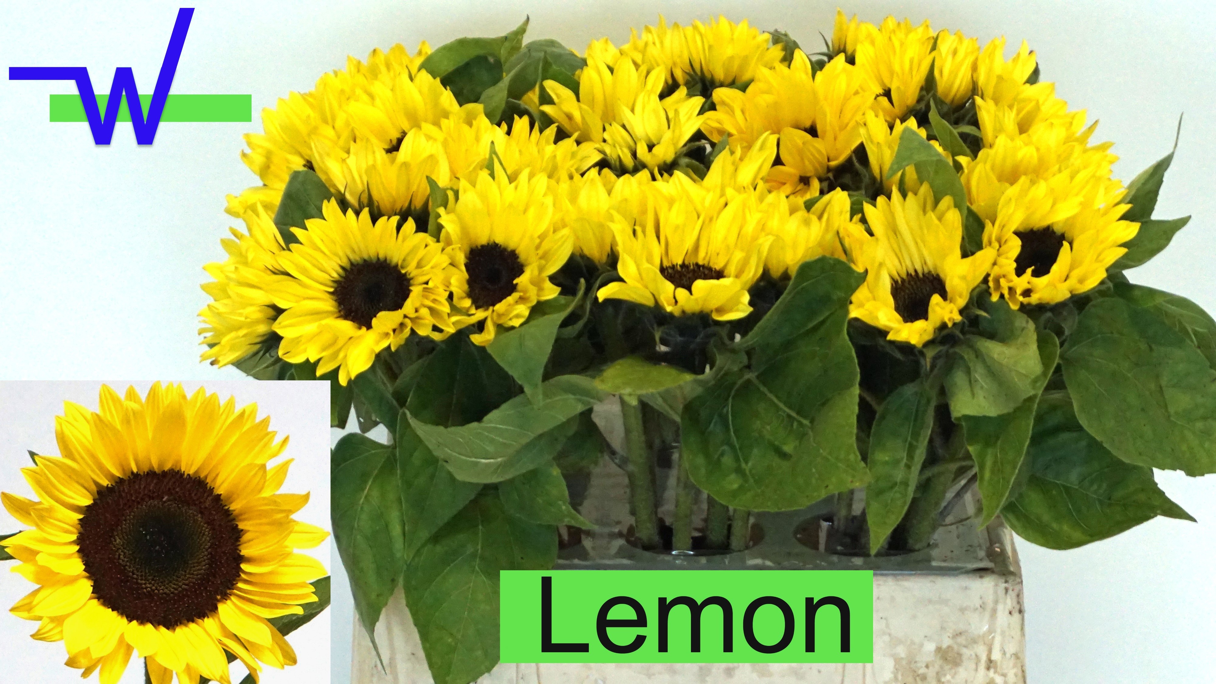 Helianthus Sunrich L 40cm