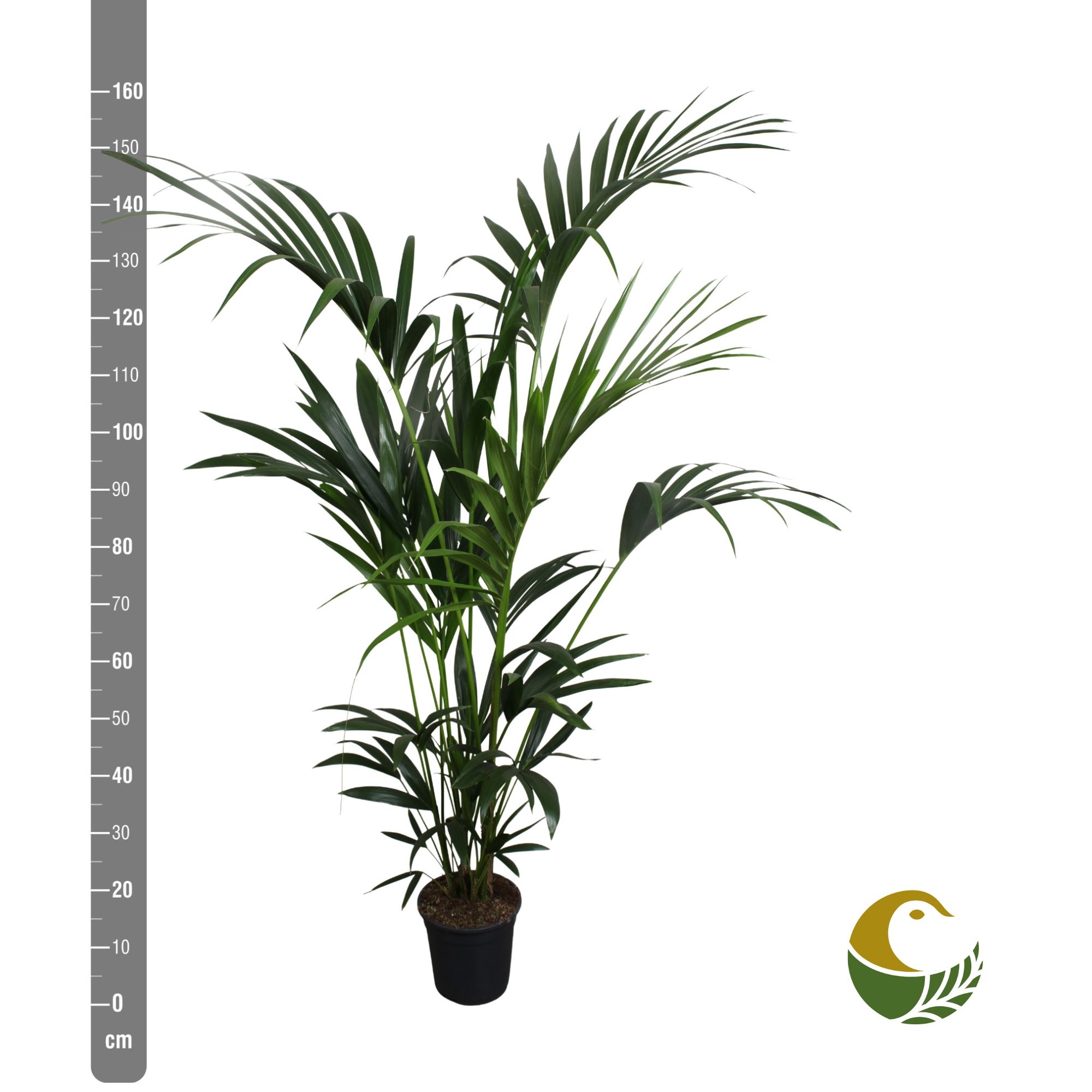 Howea Forsteriana 21P 160H 5stek