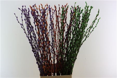 Salix Pussy Willow Orange 120cm