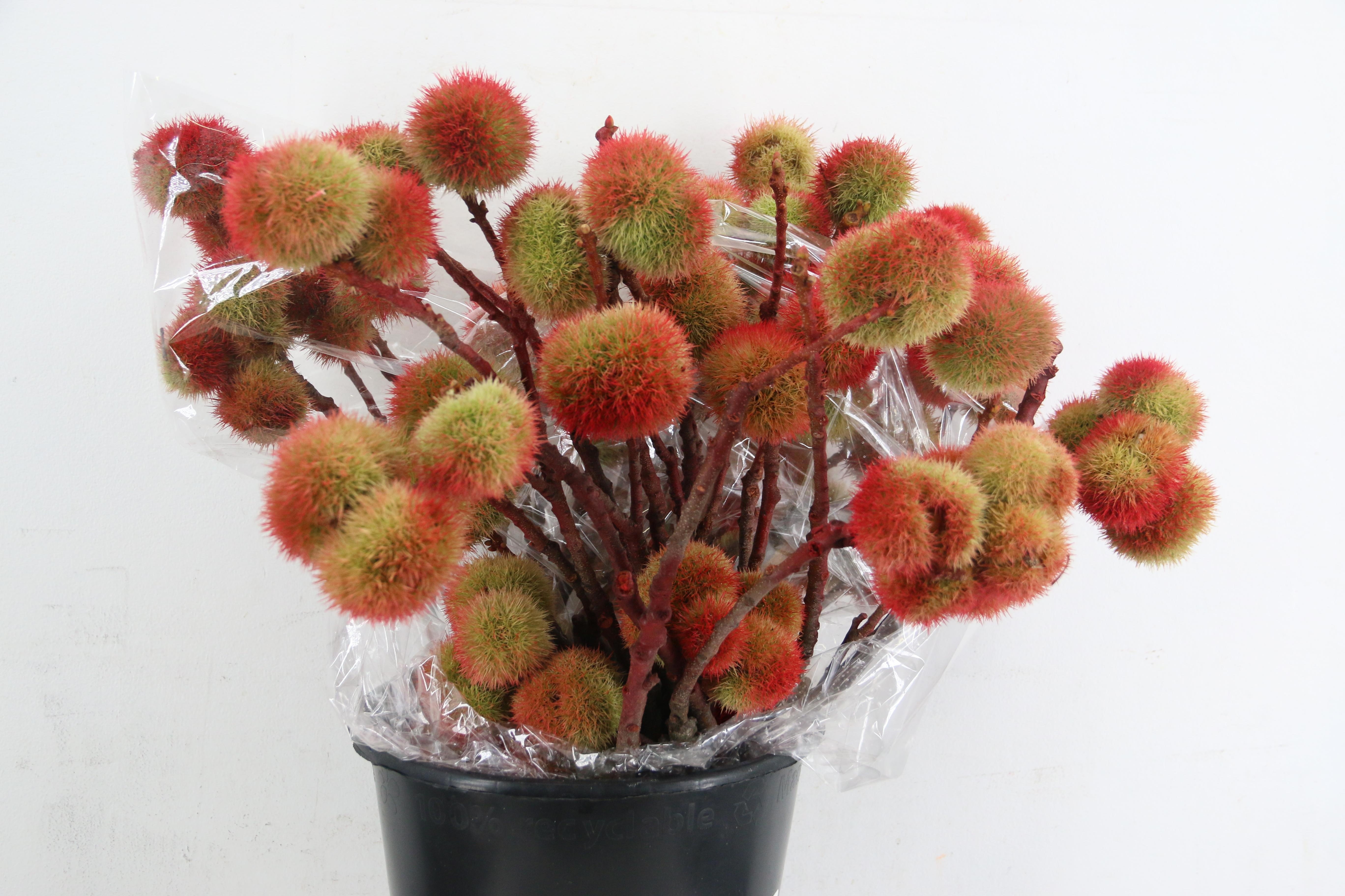 Castanea Sativa 60L.cm 400gram