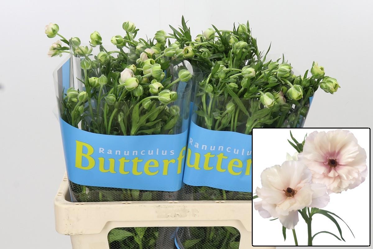 Ranunculus Butterfly Ariadne 60cm