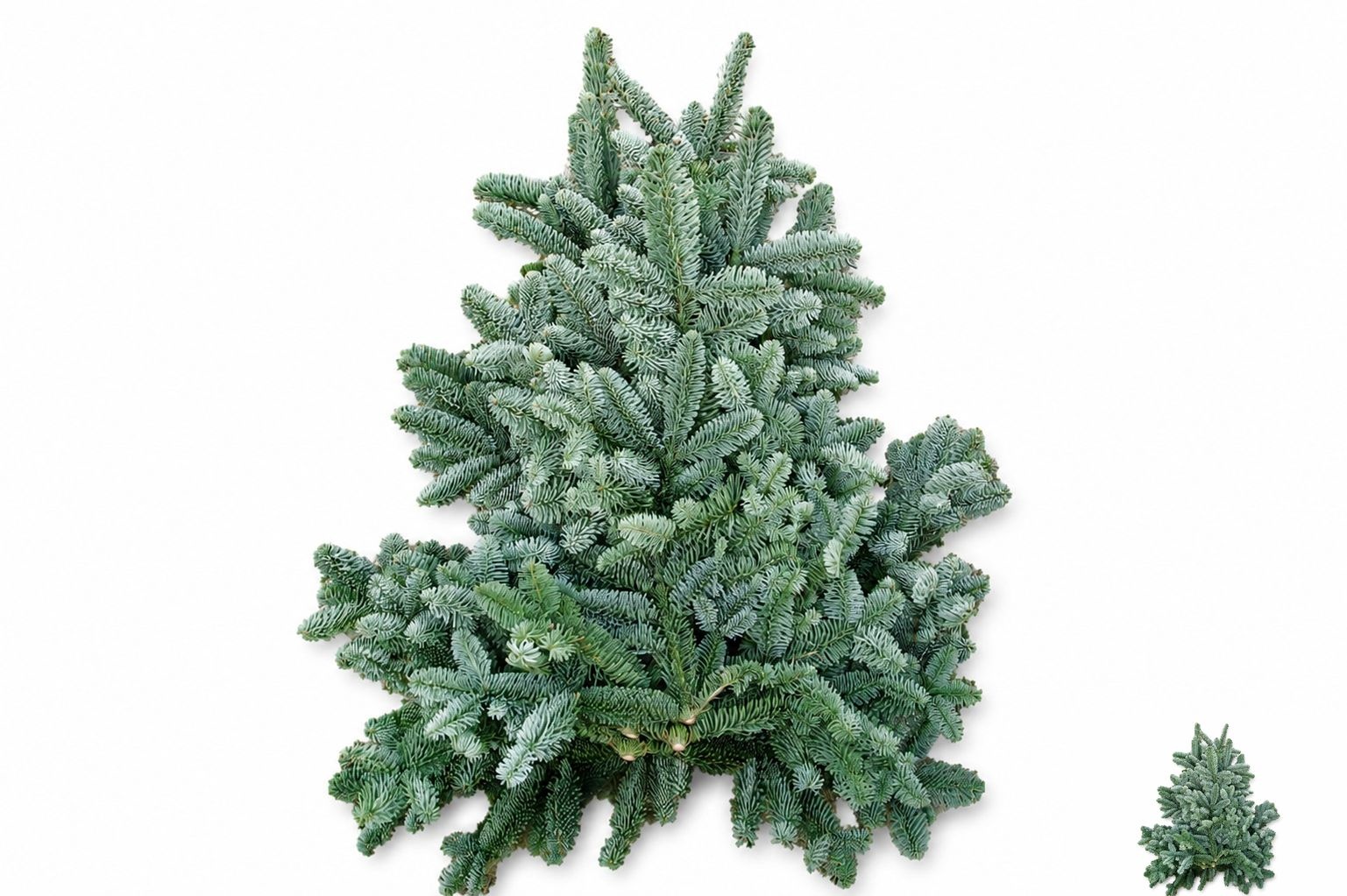 Abies Nobilis Blue Per Pack 80cm