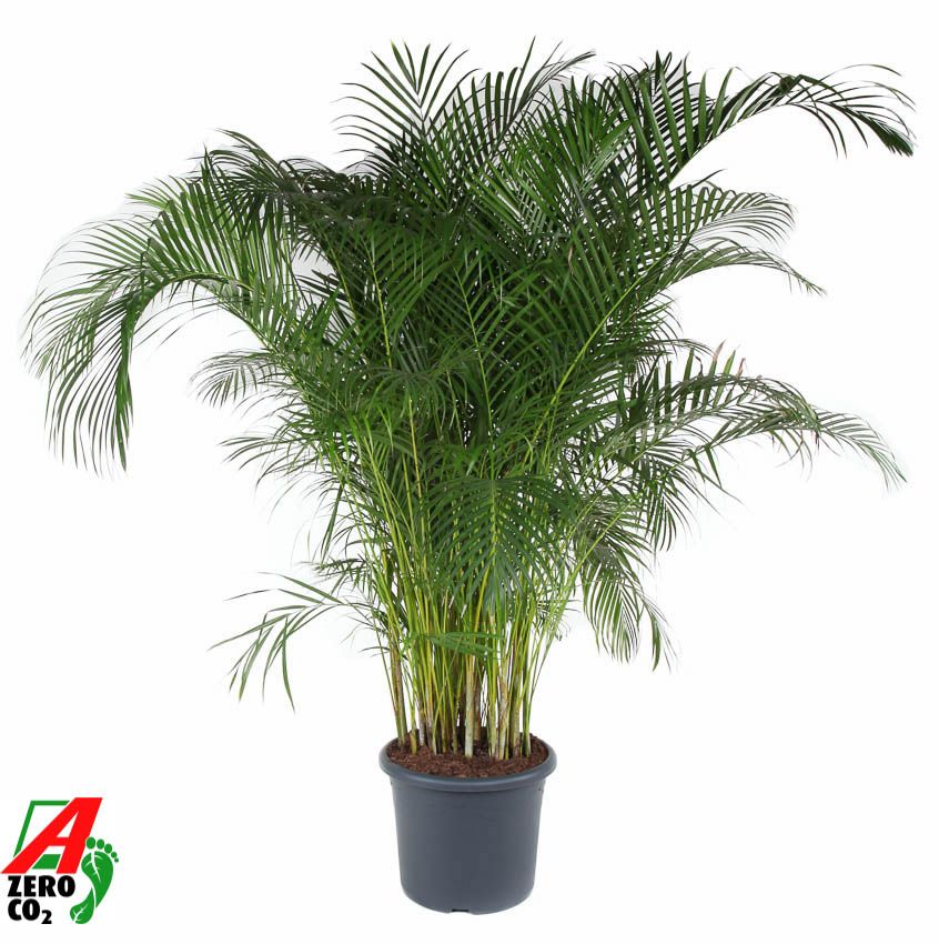 Dypsis Lutescens areca