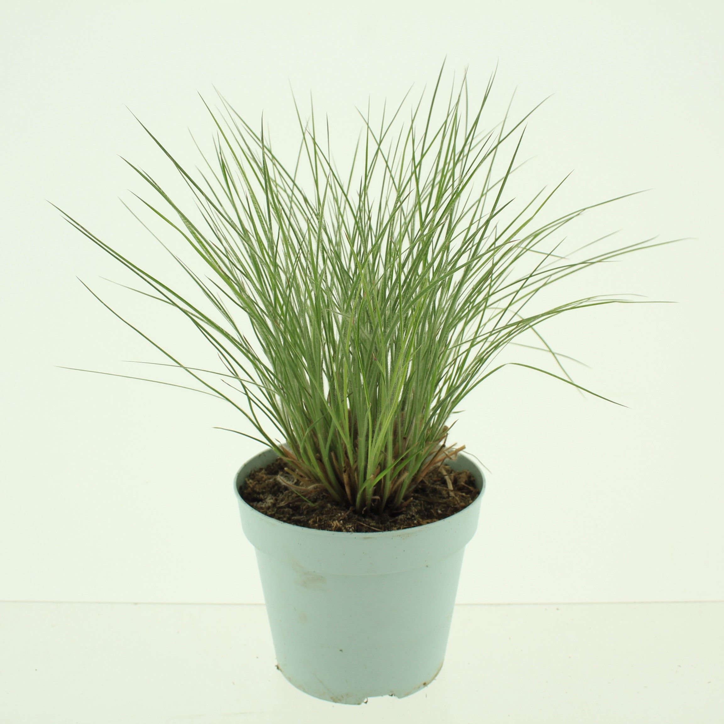 Picture of Schizachyrium scoparium Ha Ha Tonga