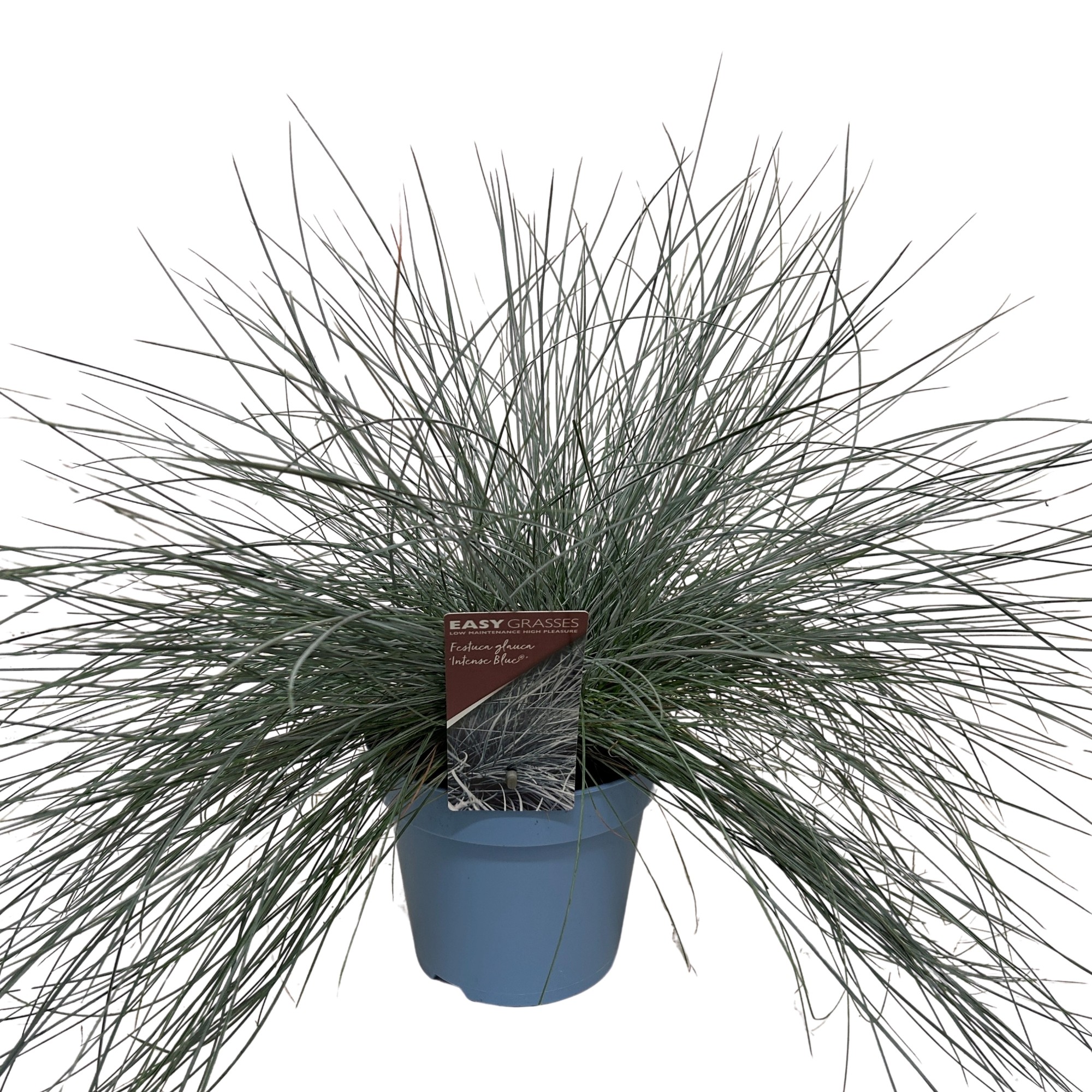Picture of Festuca Intense Blue® Blue