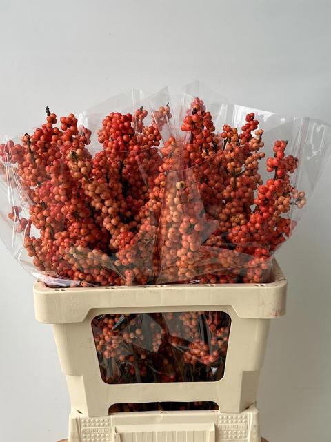 Ilex Mag Daydream 60cm