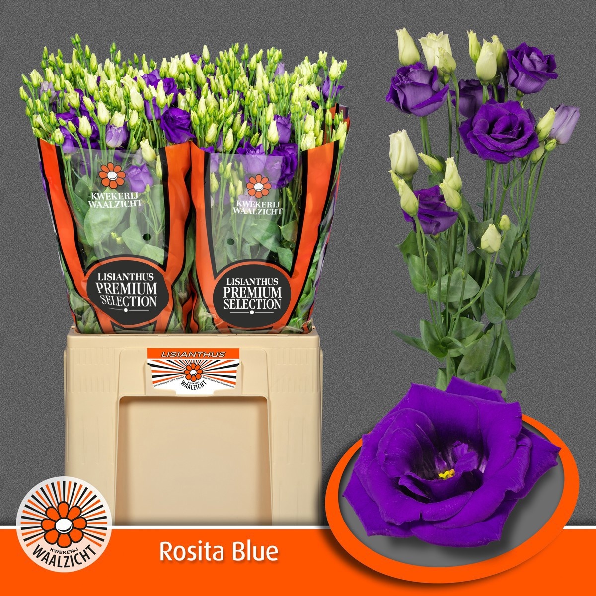 Lisianthus Double Rosita Blue 70cm