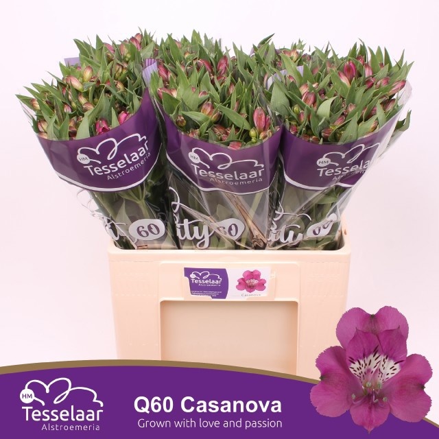 Alstr Casanova 60cm 40gram