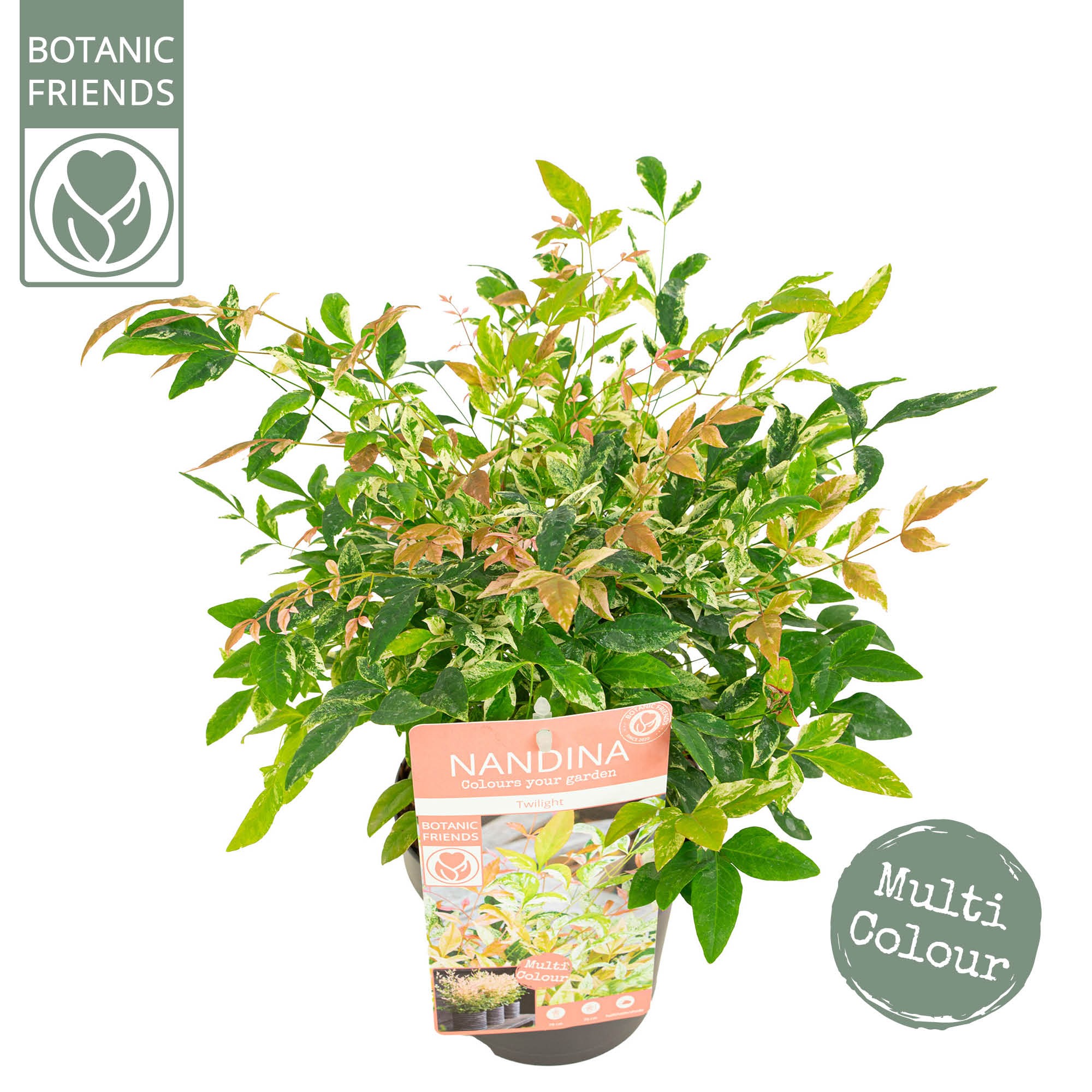 Nandina domestica 'Twilight'