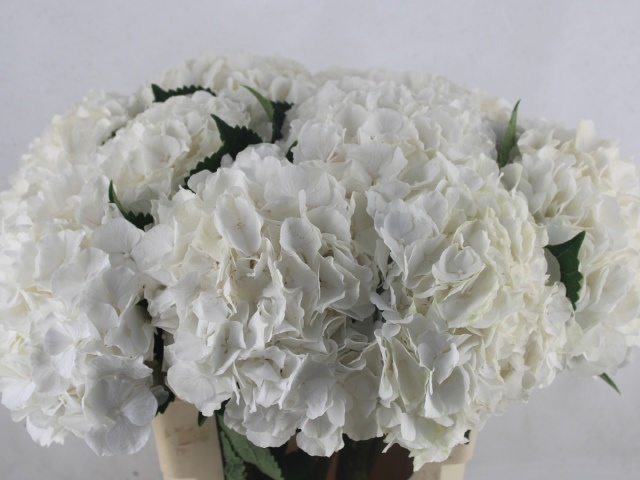 Hydr M Ch Whi Verena 60L.cm 44bloei