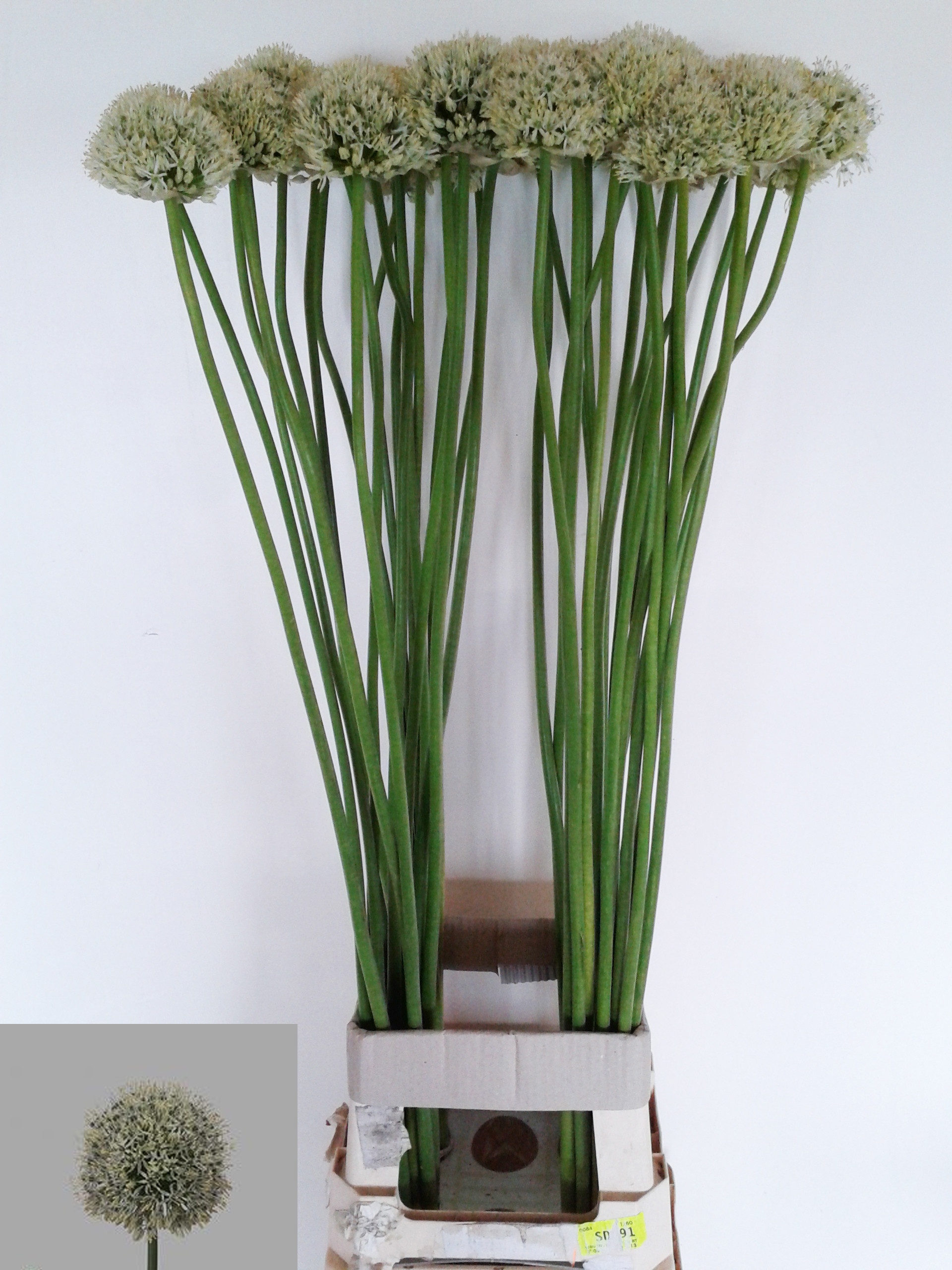 Allium Mount Everest