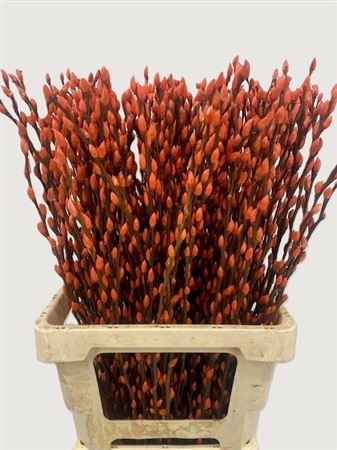 Salix Pussy Willow Orange 70cm