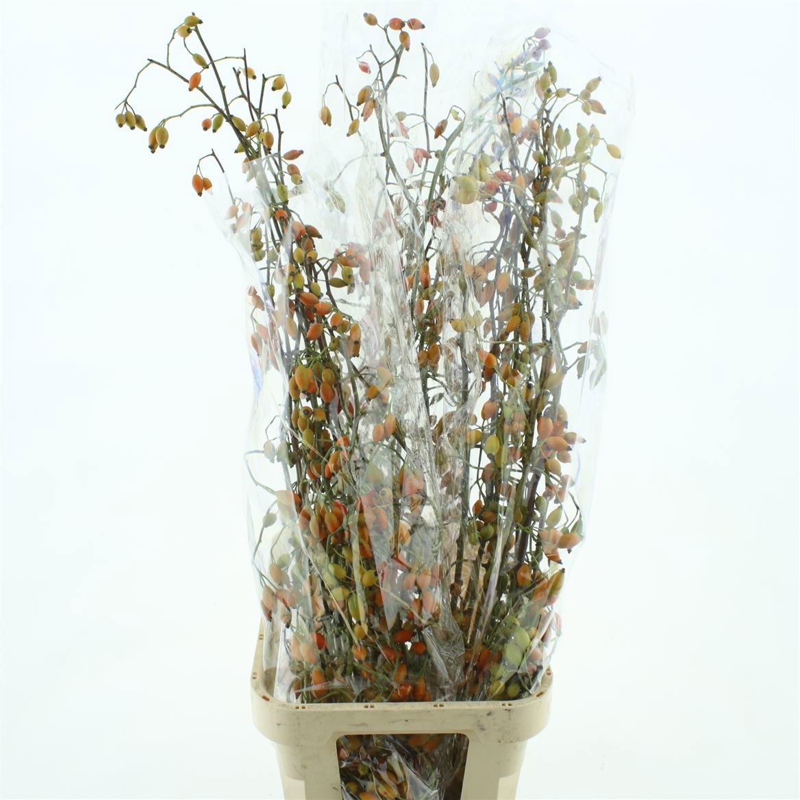 Rosa Zaffiro 120cm