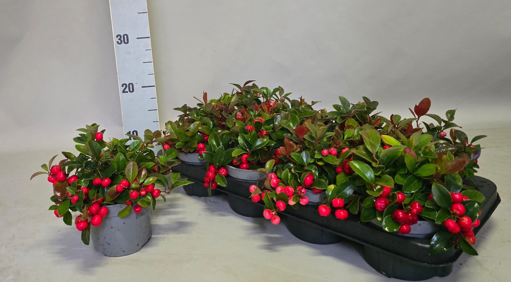 Gaulth Procumbens 12P 20H
