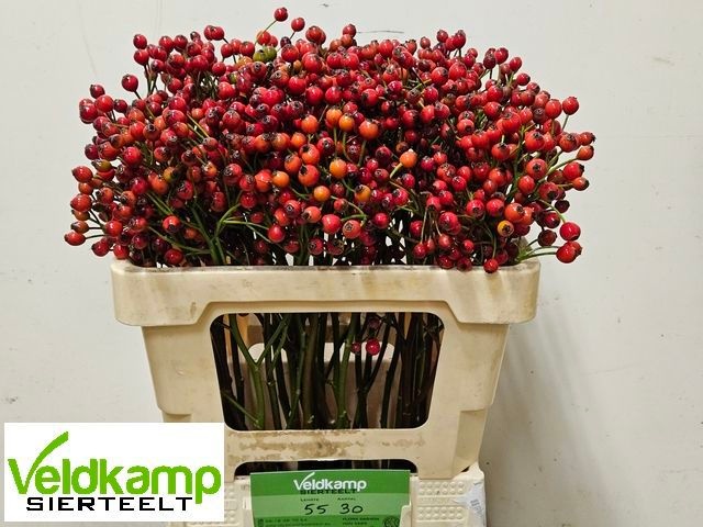 Rosa Mag Autum Glory 50cm
