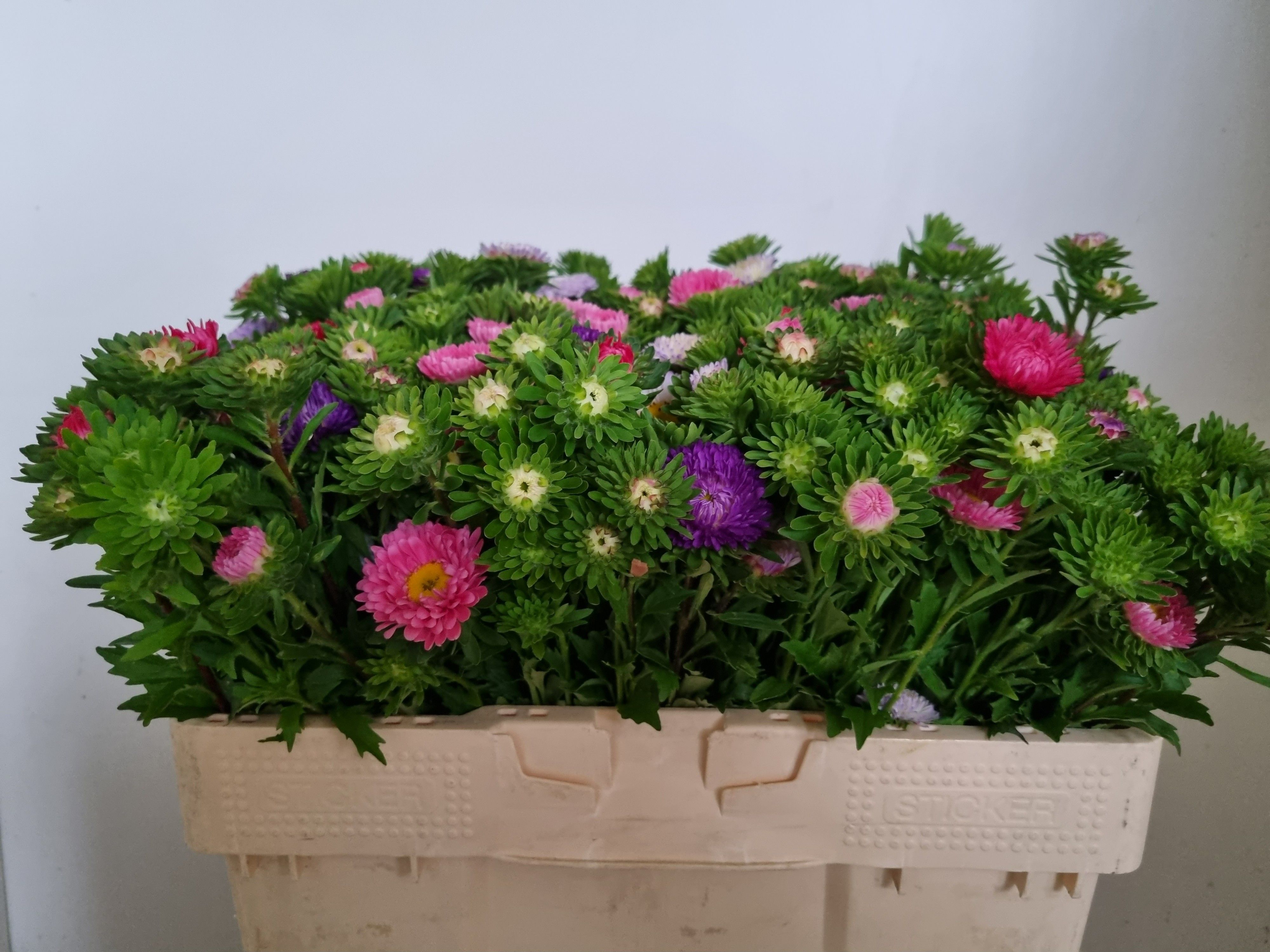 Callistephus Mixed Per Bunch 50cm