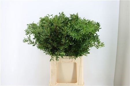 Pistacia Leaves Per Bunch 60cm