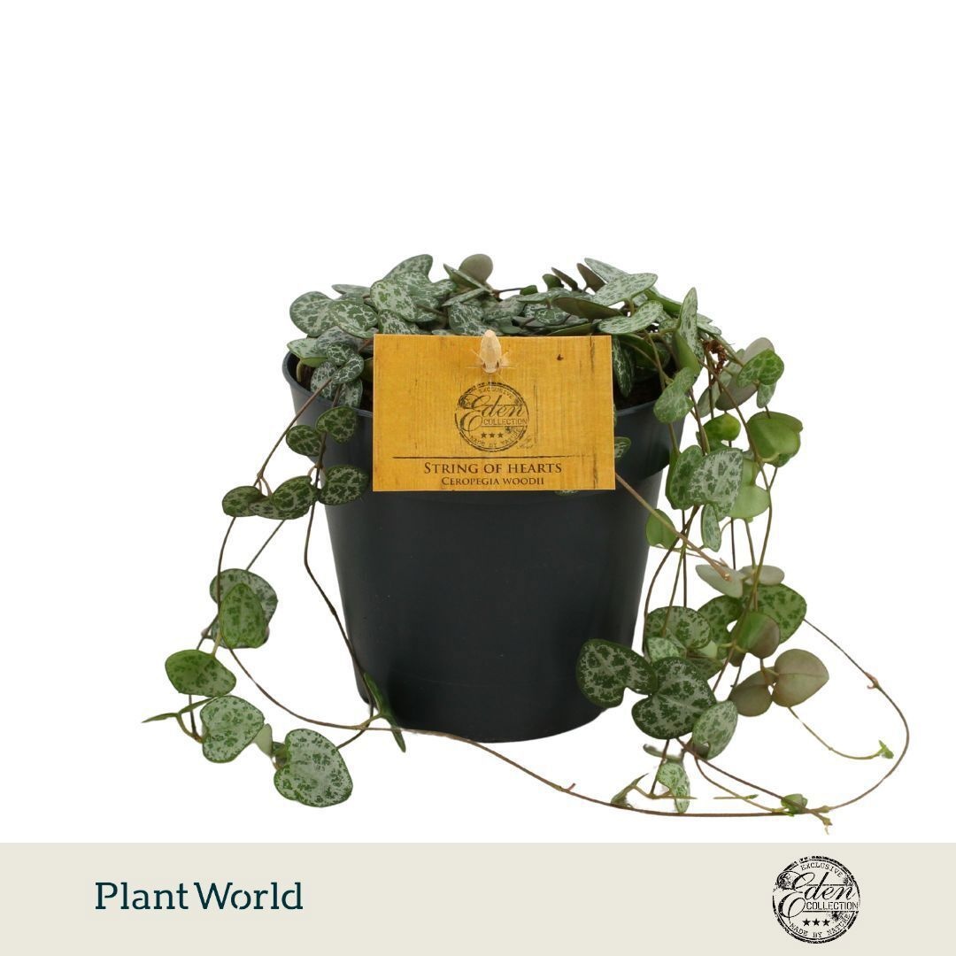 Ceropegia woodii