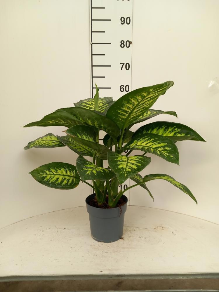 Dieff Seg Tropic Sno 17Ø 90cm