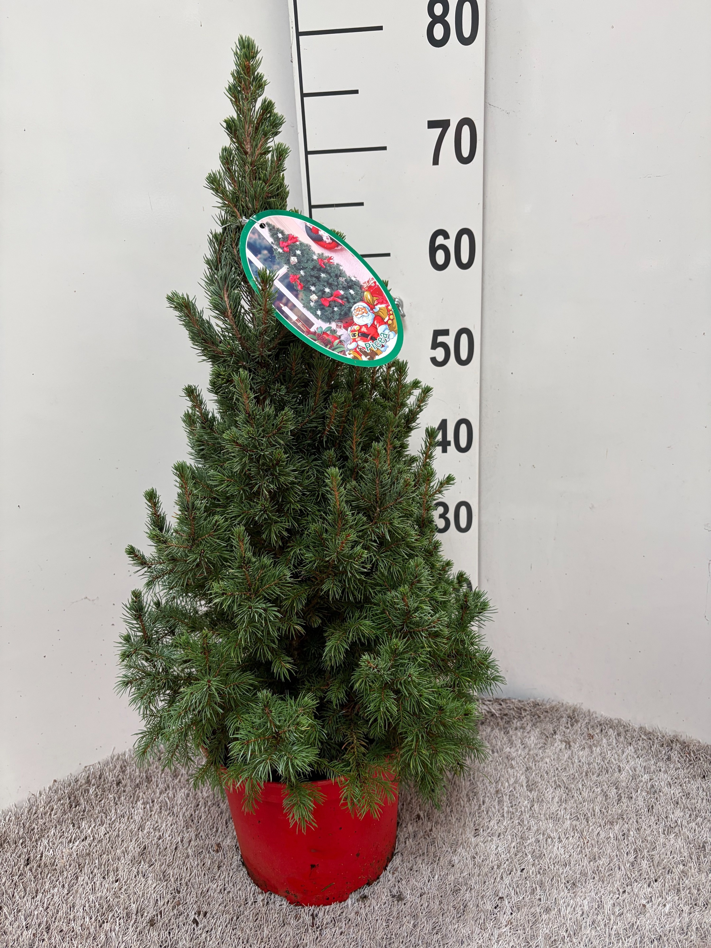 Picea Gl December 23P 75H