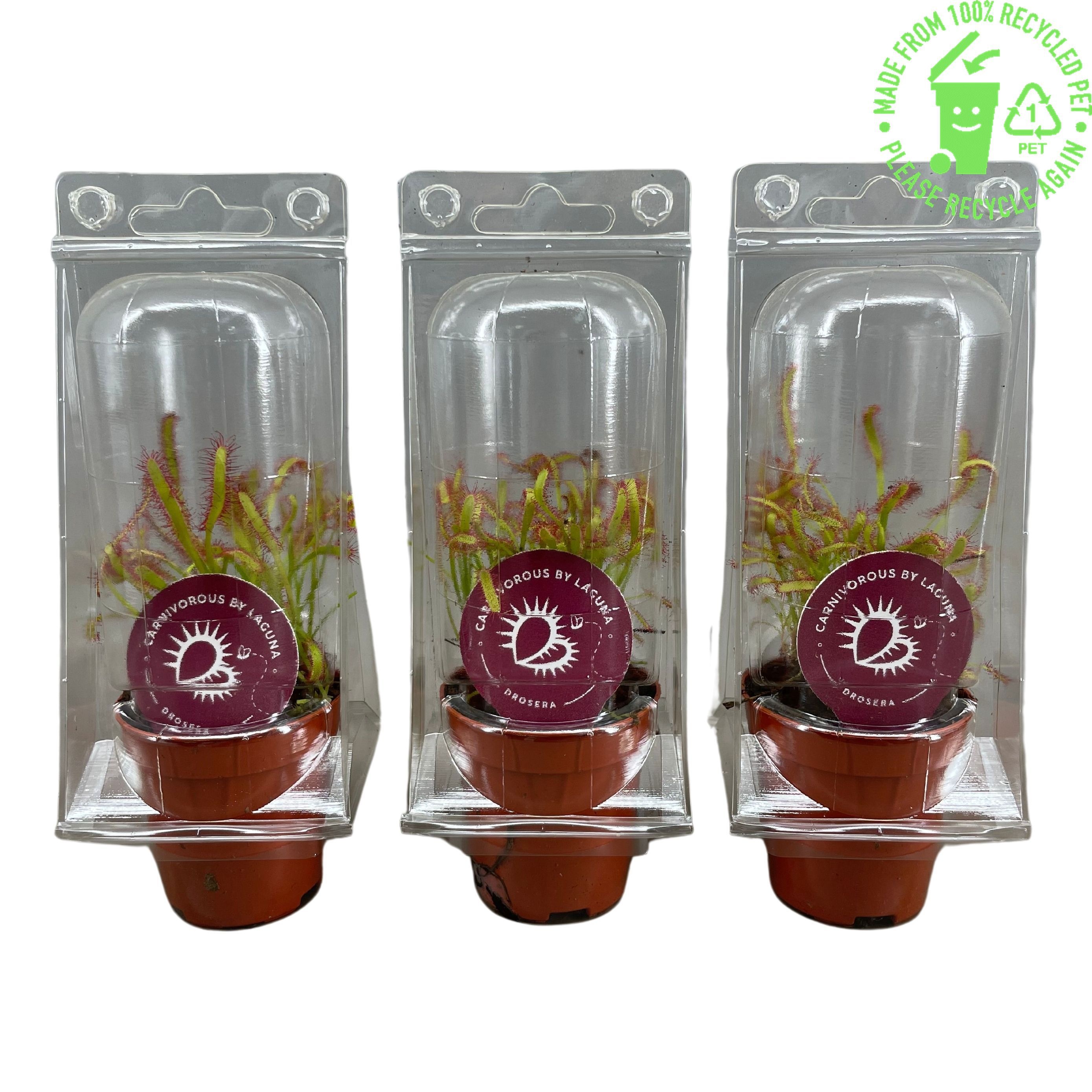 Drosera 505P 18H