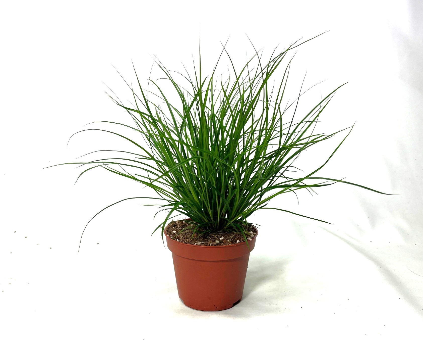 Picture of Carex brunnea P10.5