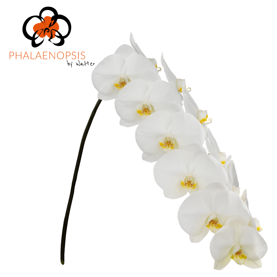 Phal T Magnif Maliha