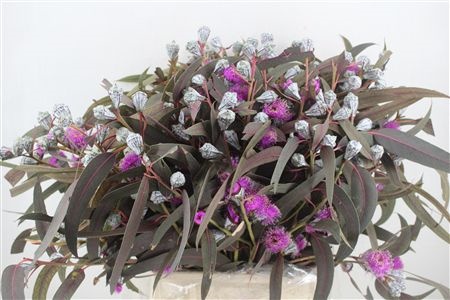 Euc Ov Blad Bs 60L.cm 300gram