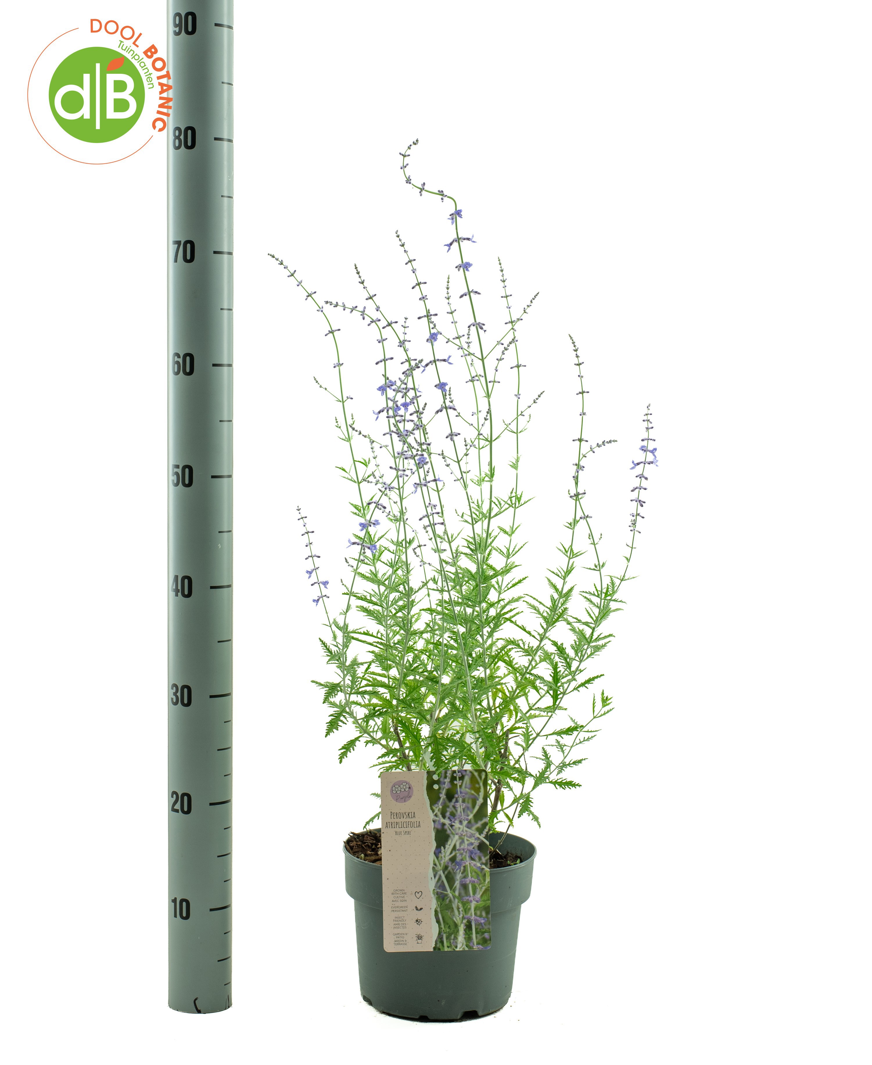 Perovskia 'Blue Spire'