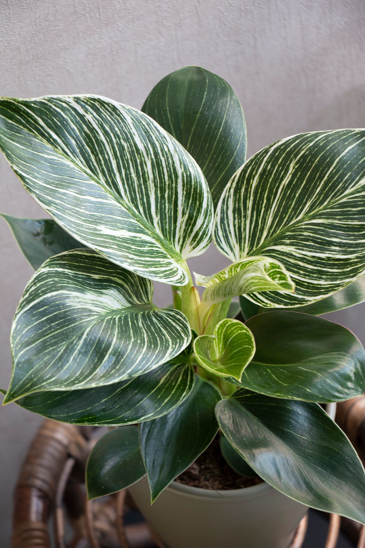 philodendron albo variegata Philodendron Hederaceum(Heartleaf) ALBO Variegated 3 – SOUL PLANT main image 0