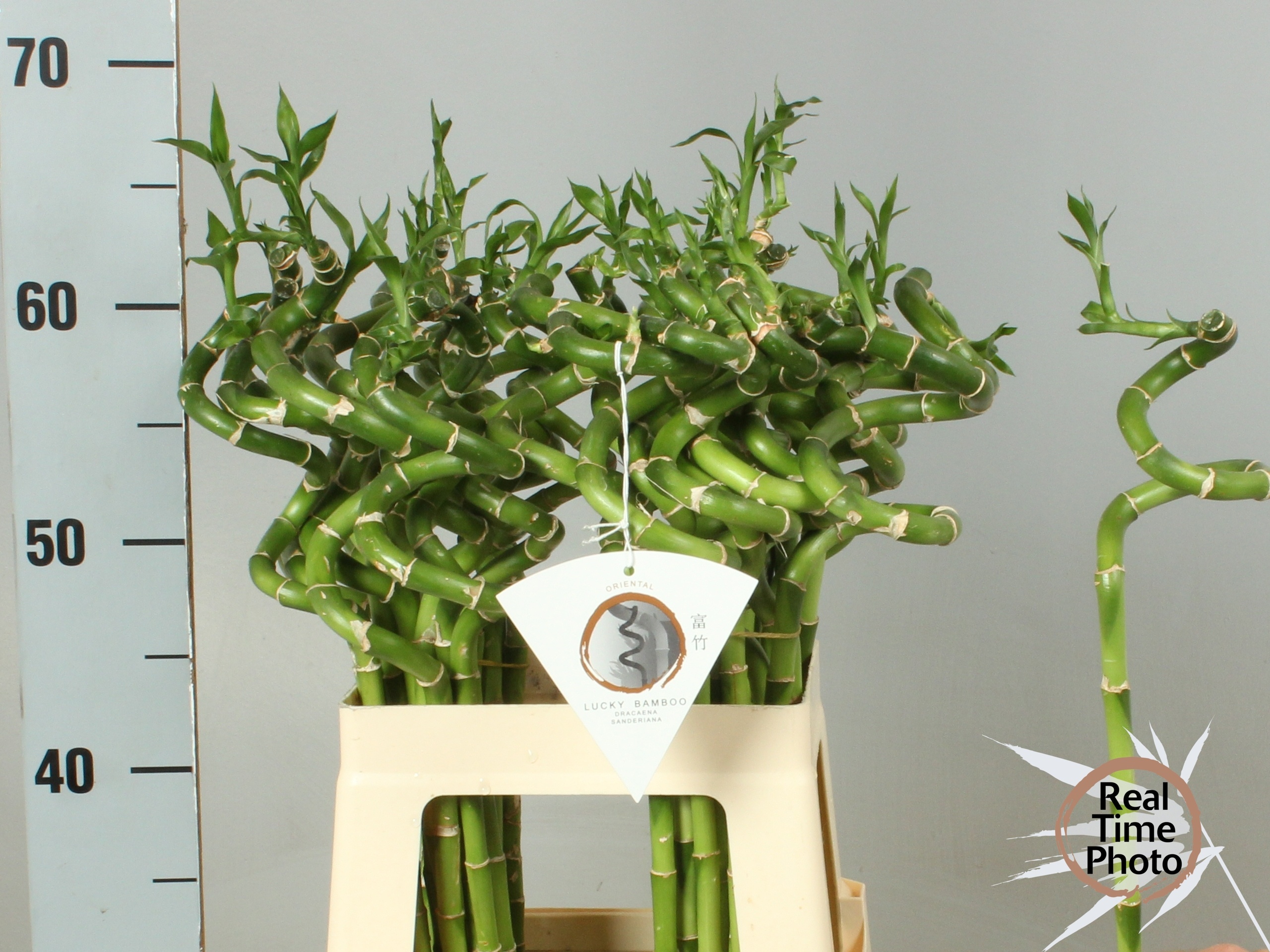 Dracaena Lucky Bamboo 60cm