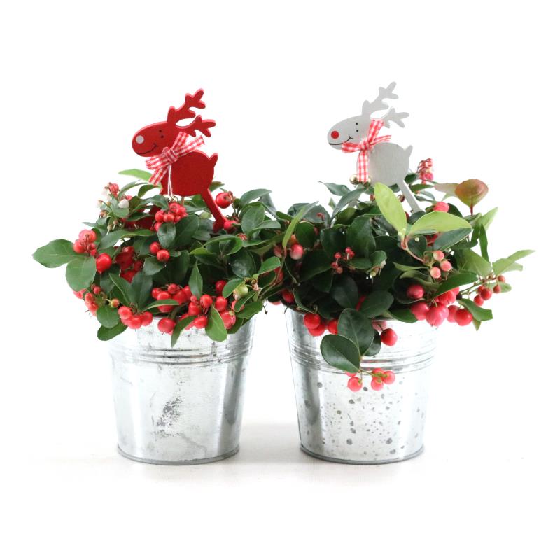 Picture of Gaultheria pr. Big Berry P10 in Zinc Old-Look + Reindeer P12