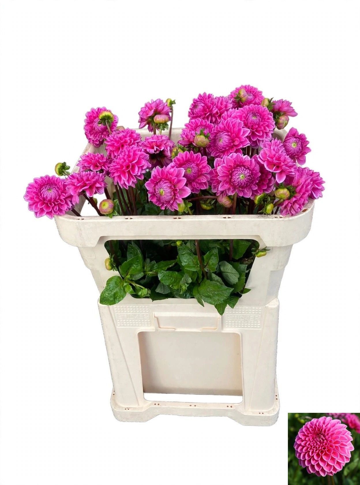 Dahlia Sandra 70cm