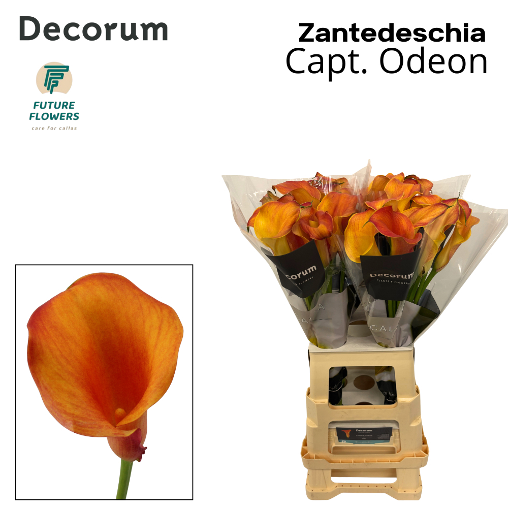 Zant Capt Odeon