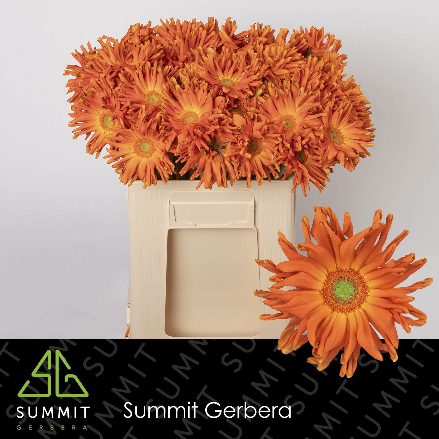Gerbera Pasta Marinara 50cm 10Ø