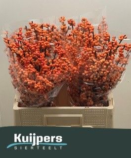 Ilex Winter Gold 60cm