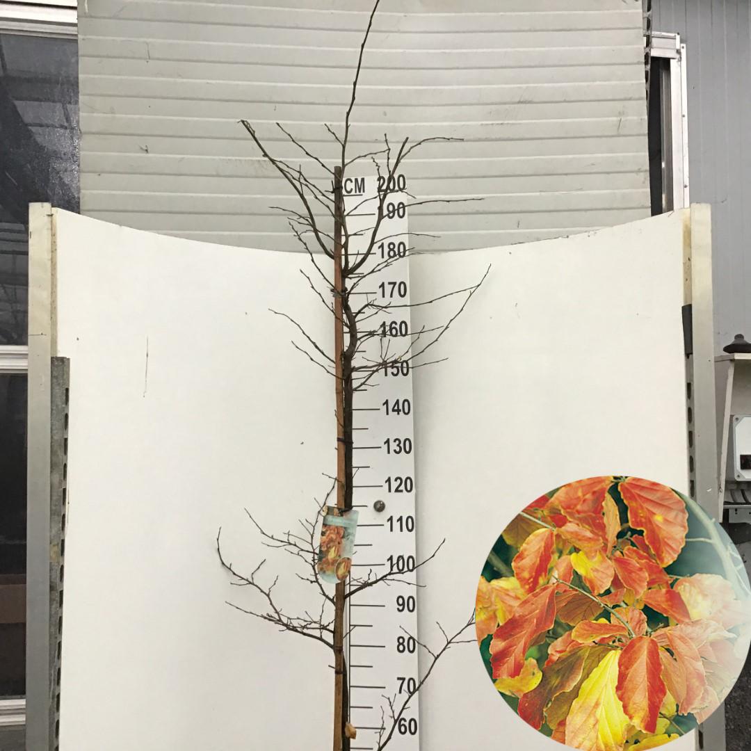 Picture of Parrotia persica Vanessa P29 (10 Ltr) 175-200CM (LOOSE)