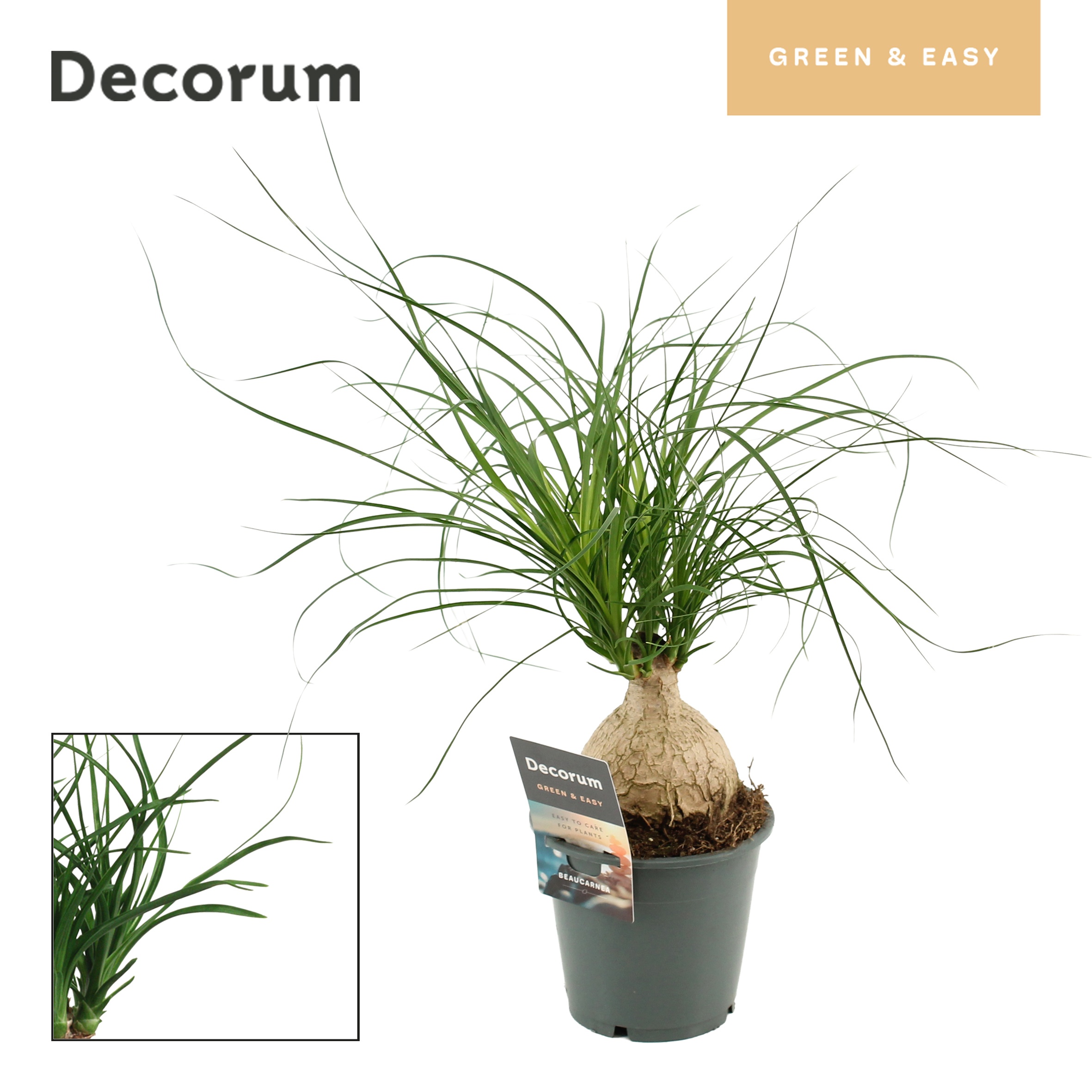 Beaucarnea Bol (Decorum Green & Easy)