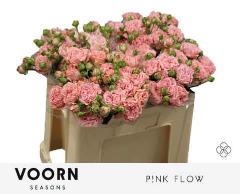 R Tr Pink Flow