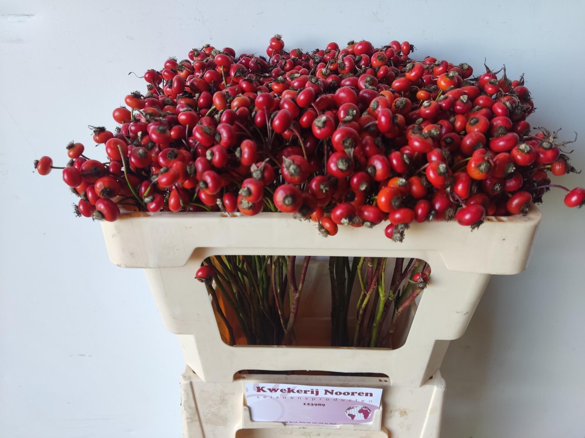 Rosa Red Hooijdonk 50cm