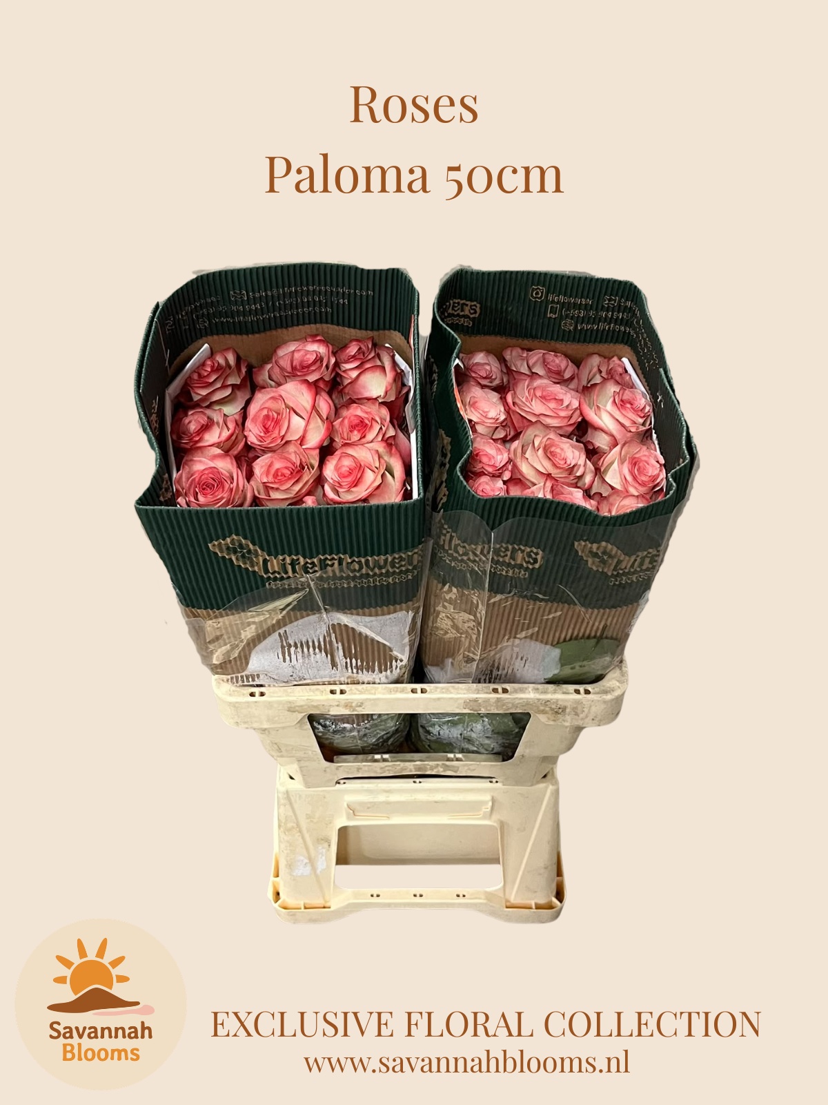 R Gr Paloma 50L.cm 23bloei